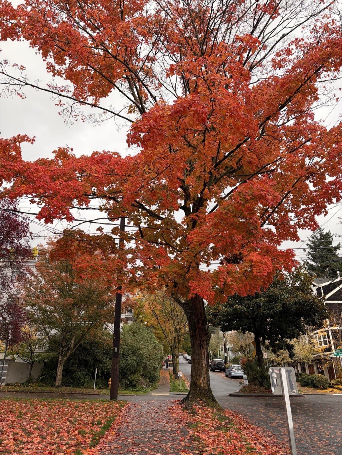 trees on fire