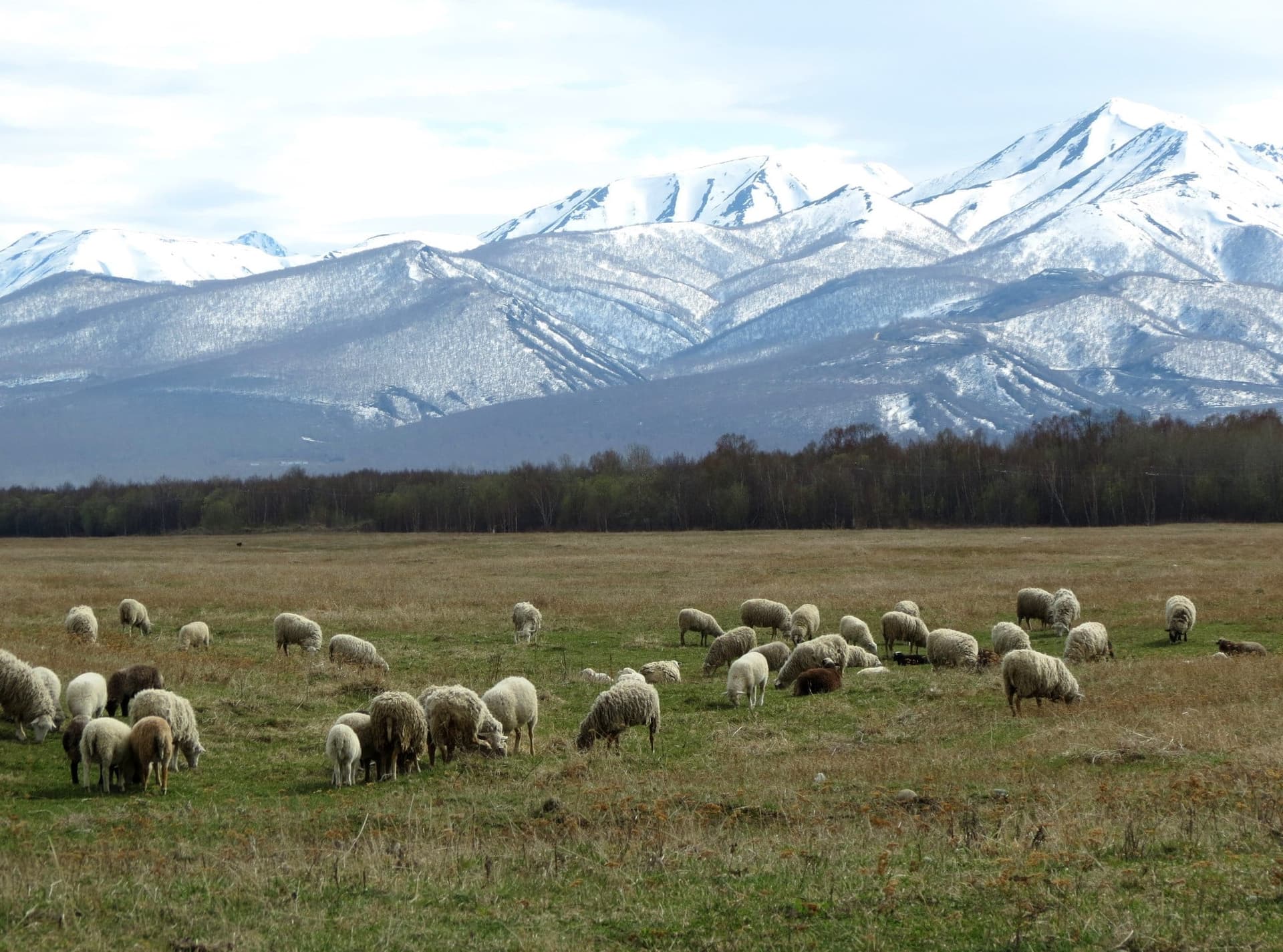 pastures