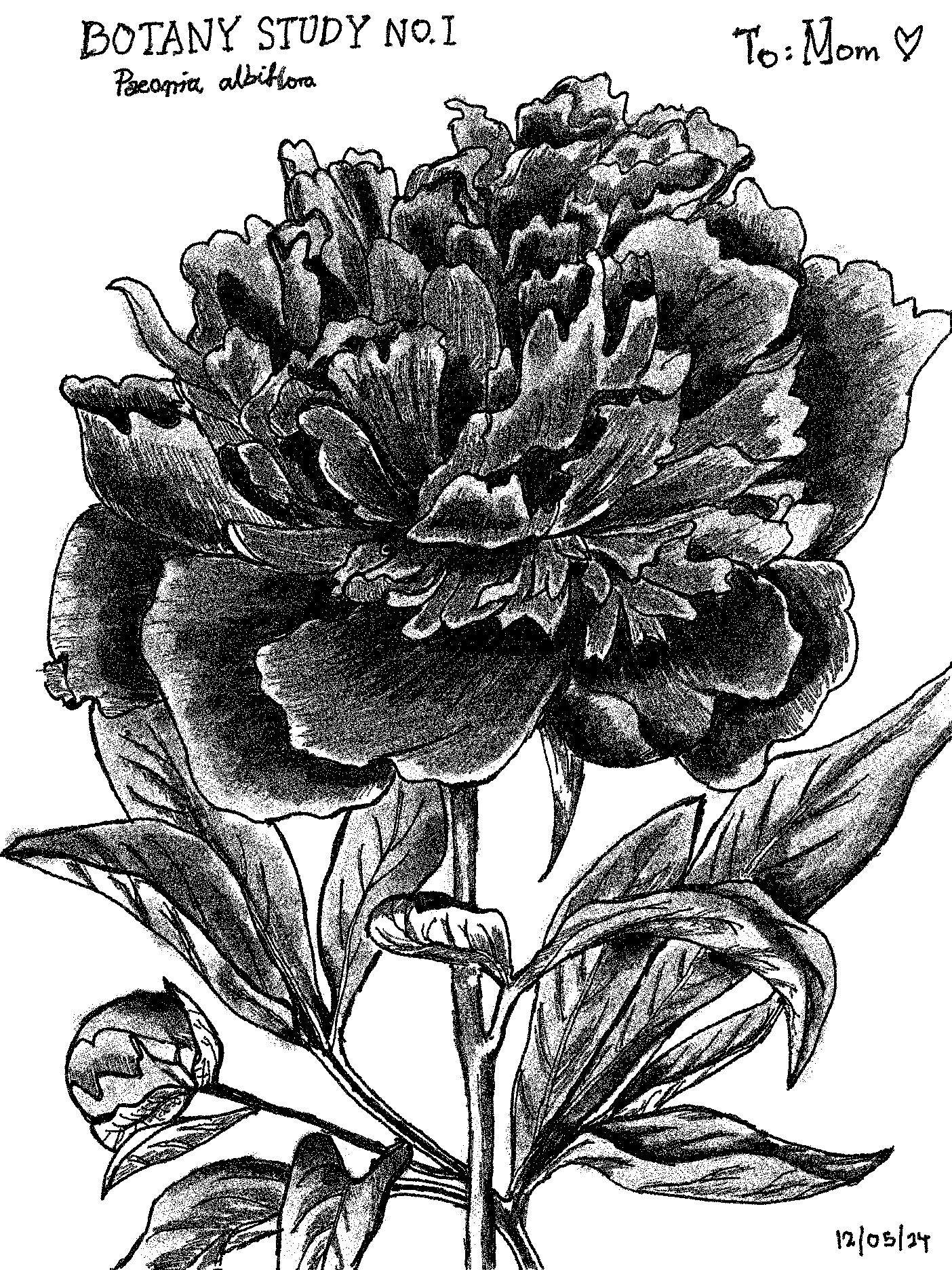 /images/peony.png